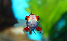 金魚圖片