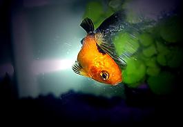 金魚圖片