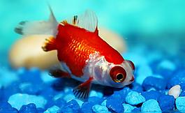 金魚圖片