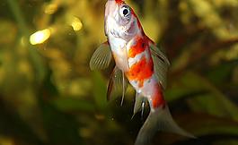 金魚圖片