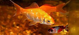 金魚圖片
