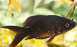 金魚圖片