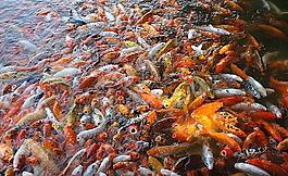 鯉魚群圖片