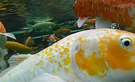 觀賞魚圖片