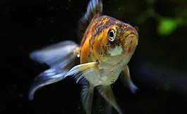 金魚(yú)圖片