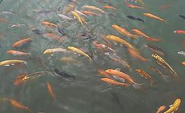 金魚(yú)圖片
