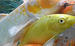 觀賞魚圖片