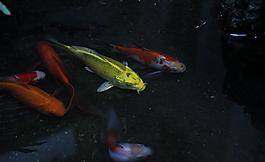 金魚圖片