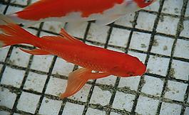 金鯉圖片