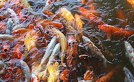 鯉魚群圖片