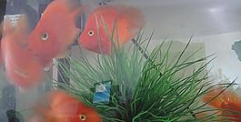 紅魚圖片