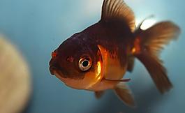 金魚圖片