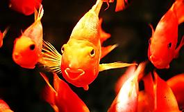 金魚圖片