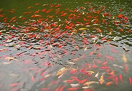 金魚圖片