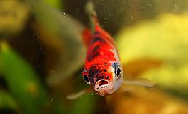 金魚圖片