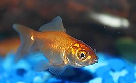 金魚圖片