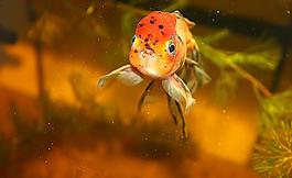 金魚圖片