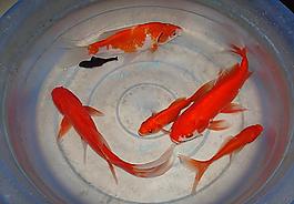 魚兒圖片