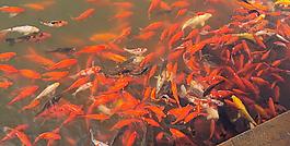 滿塘金魚圖片