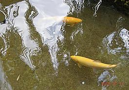 紅鱒魚(yú)圖片