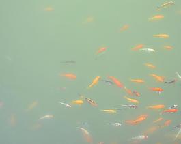 金魚圖片
