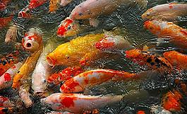 金魚(yú)戲水圖片
