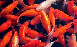 紅魚圖片