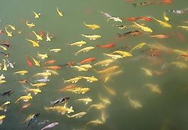 觀賞魚圖片