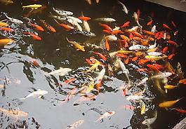 錦鯉圖片