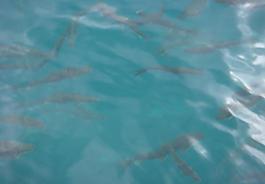 魚(yú)兒圖片
