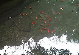 紅魚圖片
