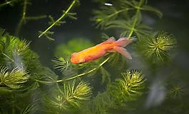 紅魚圖片