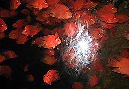 紅魚圖片