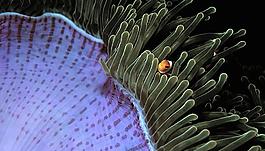 海底生物圖片