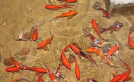 鯉魚 紅魚圖片