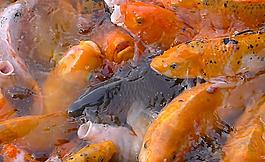 小魚兒圖片