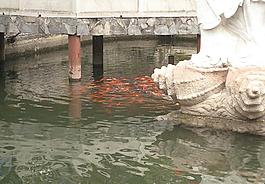 金魚(yú)圖片