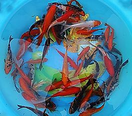 一團魚圖片