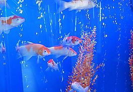 金魚圖片