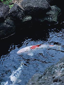 魚兒圖片