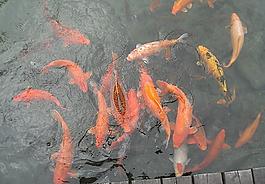 紅鯉成群圖片