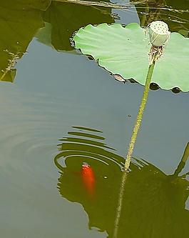 荷花魚(yú)圖片
