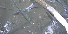 水中魚圖片