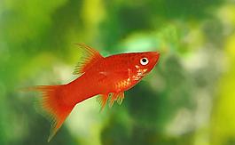 金魚圖片