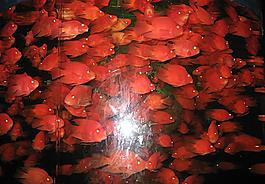紅魚圖片