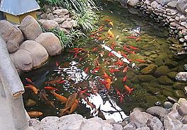 金魚(yú)圖片
