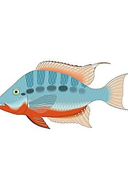 魚(yú)矢量圖圖片