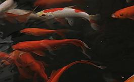 池塘 鯉魚圖片