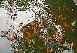小魚圖片