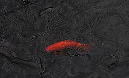 鯉魚圖片